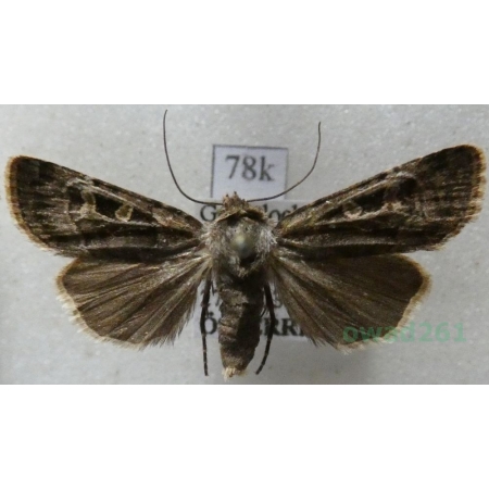 Chersotis ocellina (Denis & Schiffermüller, 1775) Austria78k